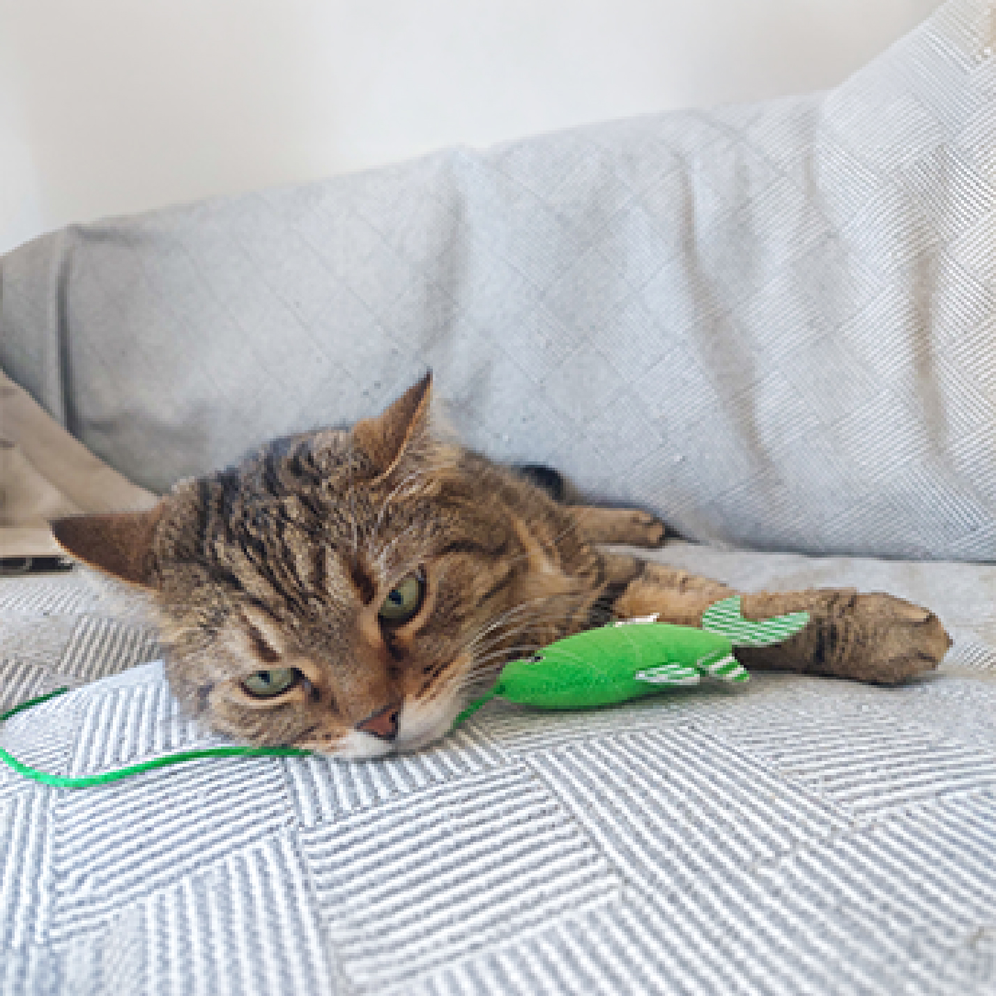 Gato tricolor acostado con juguete.jpg